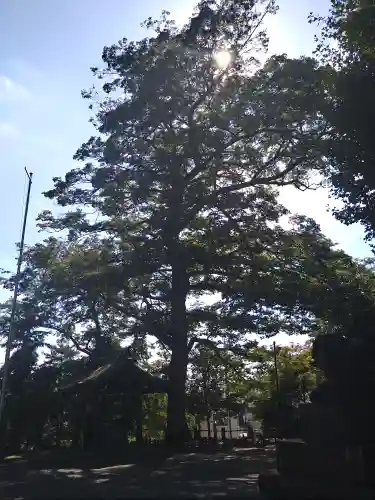 八幡神社の自然