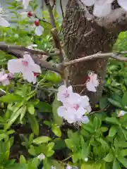 赤羽八幡神社の自然