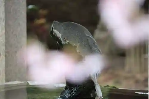 神炊館神社 ⁂奥州須賀川総鎮守⁂の手水