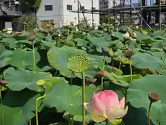 家原寺(大阪府)