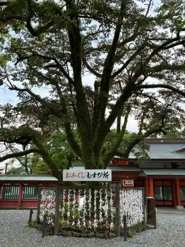 富士山本宮浅間大社の{uncategorized: "未分類", other: "その他", undefined: "問題あり", building: "その他建物", grave: "お墓", sacred_gate: "鳥居", guardian: "狛犬", statue: "像", buddha: "仏像", history: "歴史", nature: "自然", garden: "庭園", animal: "動物", pagoda: "塔", temizu: "手水舎", mountain_gate: "山門・神門", sanctuary: "本殿・本堂", subordinate: "末社・摂社", art: "芸術", scenery: "景色", jizo: "地蔵", ema: "絵馬", goshuin: "御朱印", omikuji: "おみくじ", items: "授与品その他", amulet: "お守り", goshuincho: "御朱印帳", eats: "食事", festival: "お祭り", votive_dance: "神楽", shichigosan: "七五三参", wedding: "結婚式", experience: "体験その他", initially: "初詣", around: "周辺", anti_infection: "感染症対策"}
