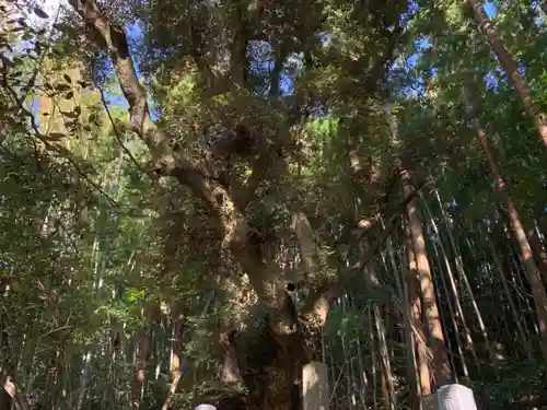 阿弥陀寺の自然