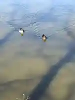 八雲神社(手代木)(宮城県)