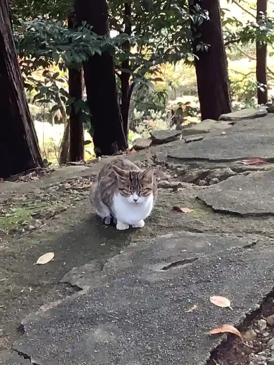 玉野御嶽神社の動物