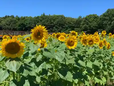 山中浅間神社(山梨県)