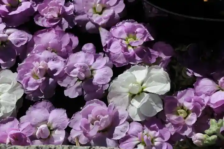 阿邪訶根神社の手水舎