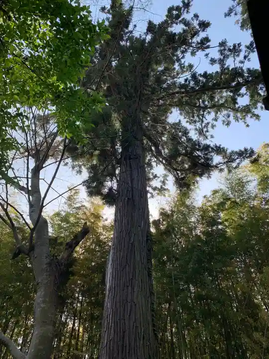 天神社(千葉県)