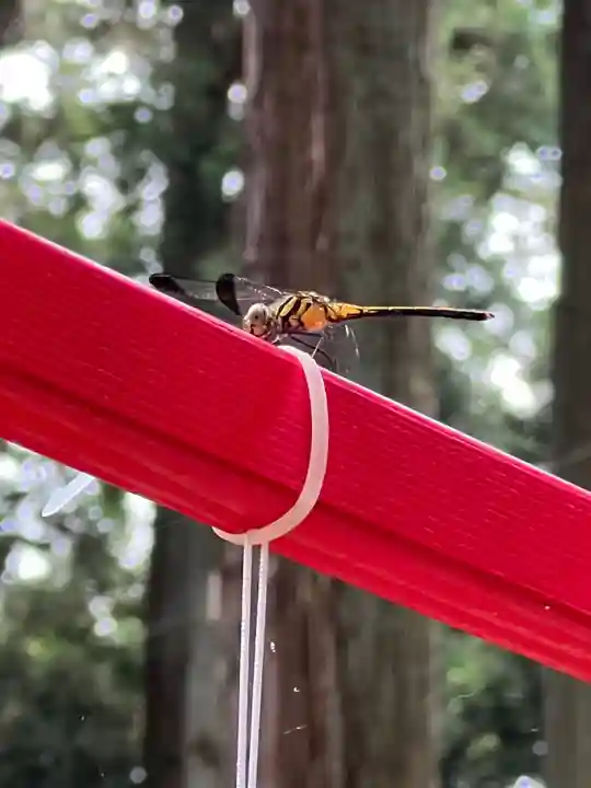 大宮温泉神社(栃木県)