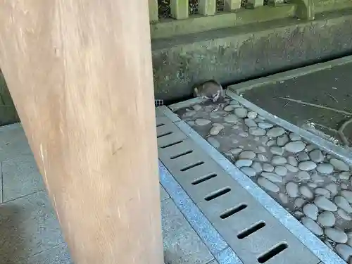 三嶋大社の動物