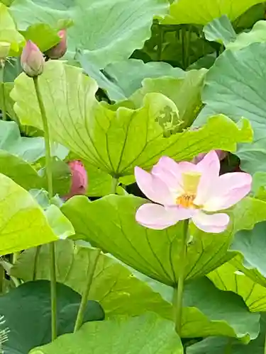 東寺（教王護国寺）の自然