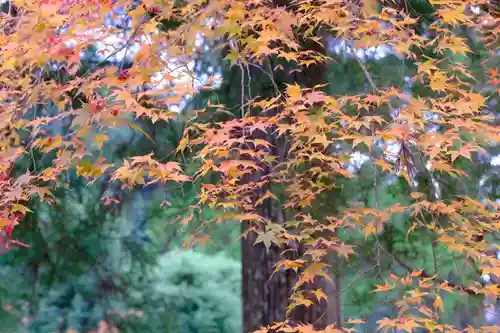 高野山金剛峯寺奥の院の景色