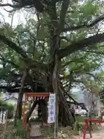 野島神社の自然