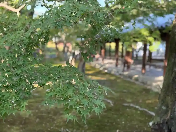 東福禅寺(東福寺)(京都府)