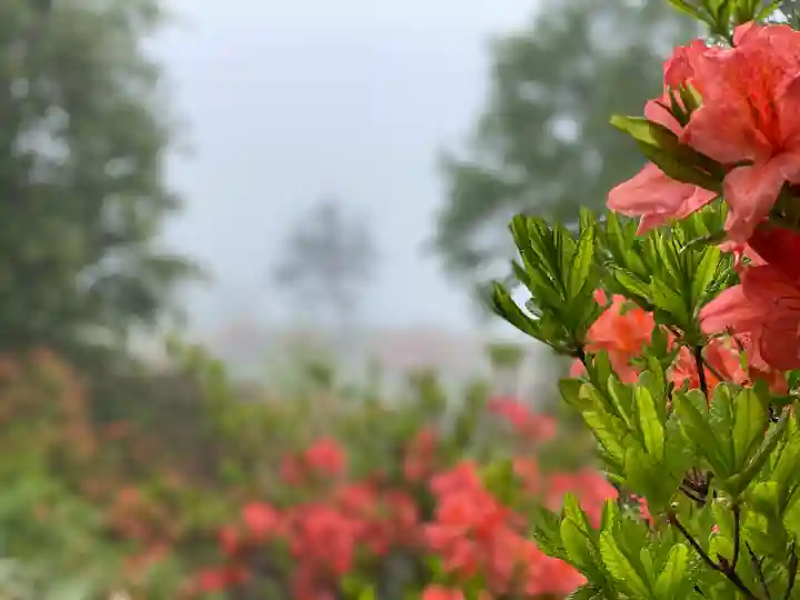 禰固岳神社の自然