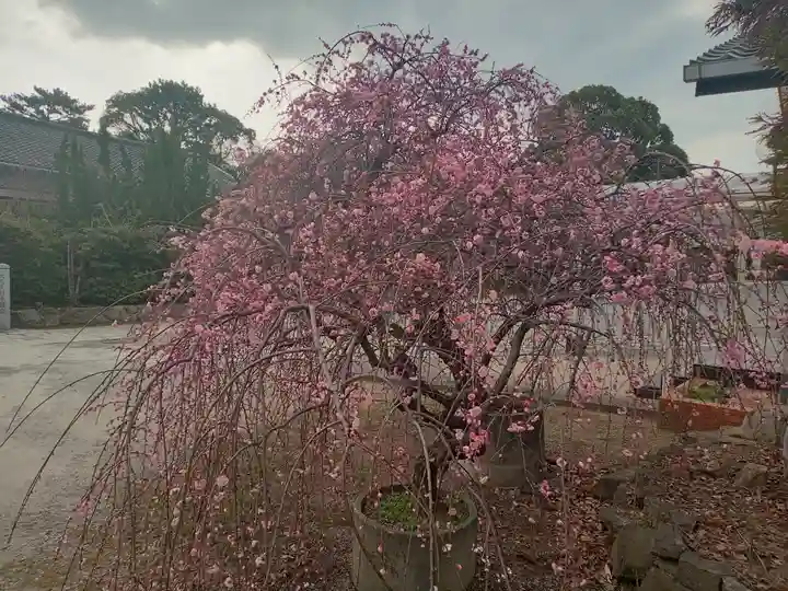 和泉國一之宮 大鳥大社(大阪府)