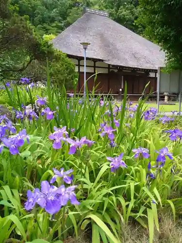 横浜　西方寺の自然