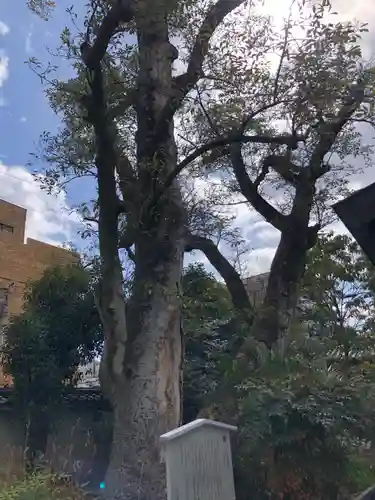 白峯神宮(京都府)