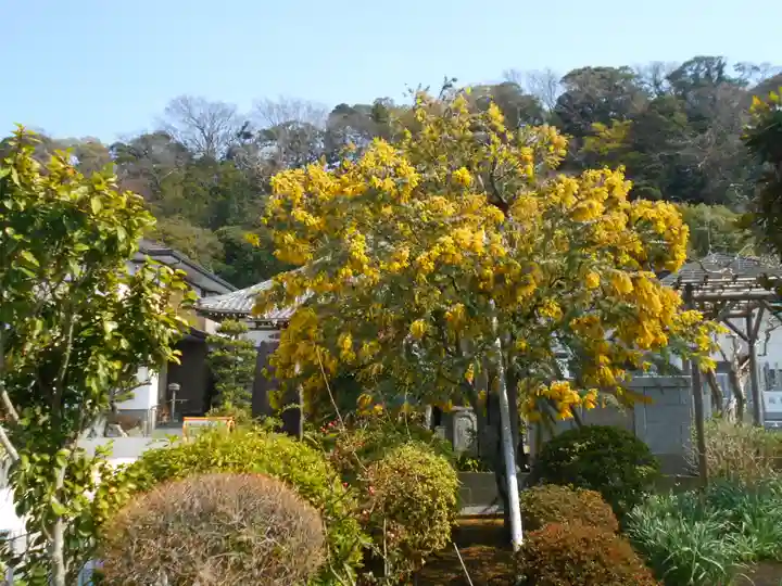 来迎寺(材木座)の自然