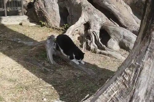 五宮神社の動物