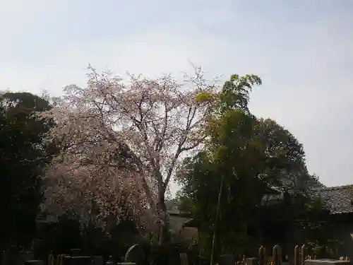 安國論寺（安国論寺）の自然