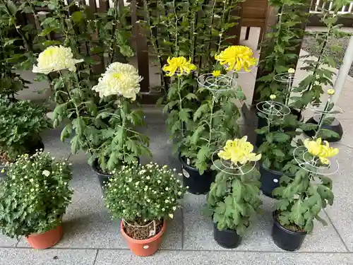 阿佐ヶ谷神明宮(東京都)