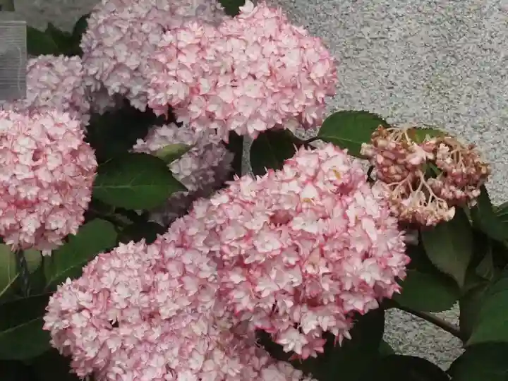 御霊神社(神奈川県)