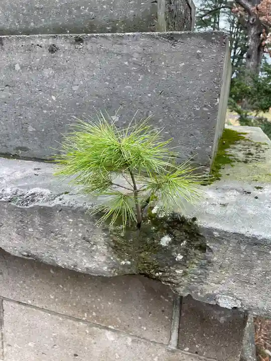 芽室神社の自然