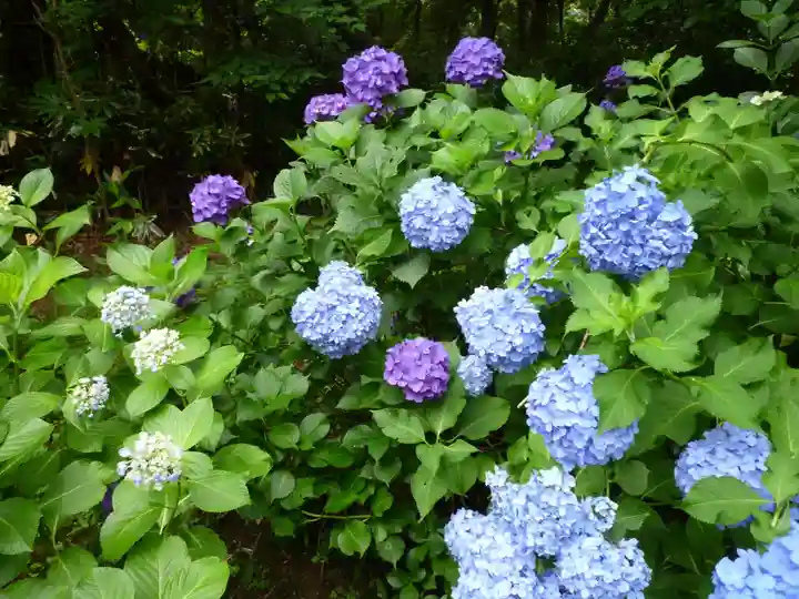倭姫宮(皇大神宮別宮)の自然