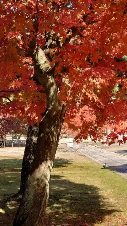 妙顯寺(妙顕寺)(京都府)
