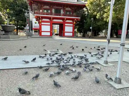 大須観音 （北野山真福寺宝生院）の動物
