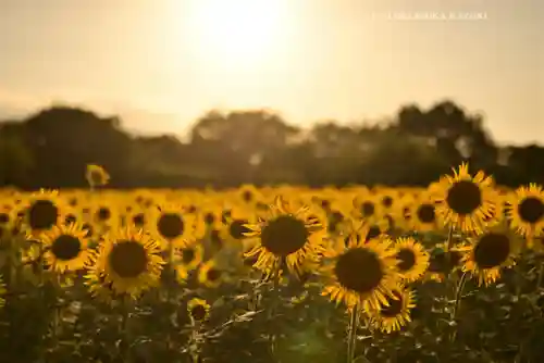 座間神社(神奈川県)