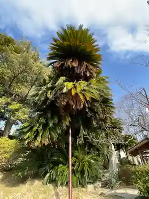周防國総社宮 佐波神社の自然