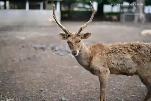 三嶋大社の動物