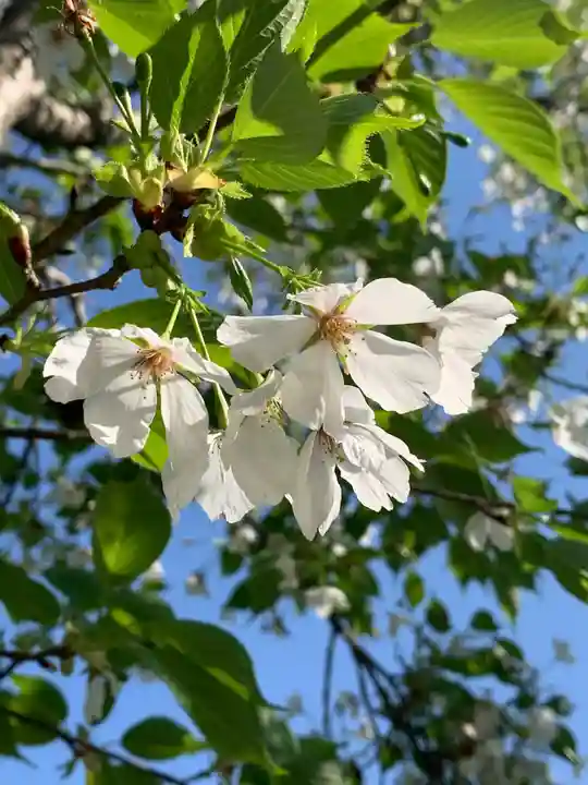 白雲神社(京都府)