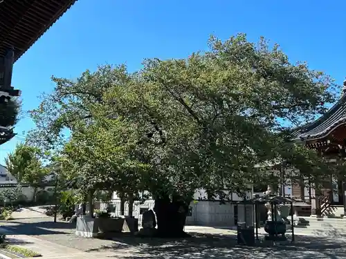 大林寺(神奈川県)