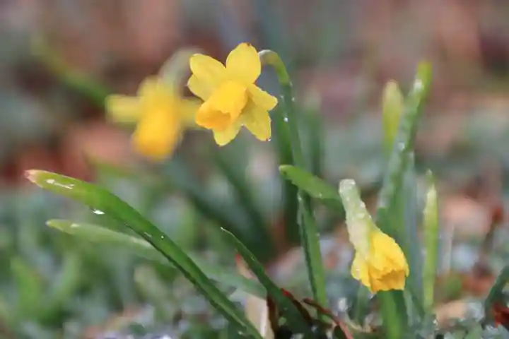 豊景神社の庭園