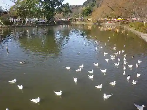 鶴岡八幡宮の庭園