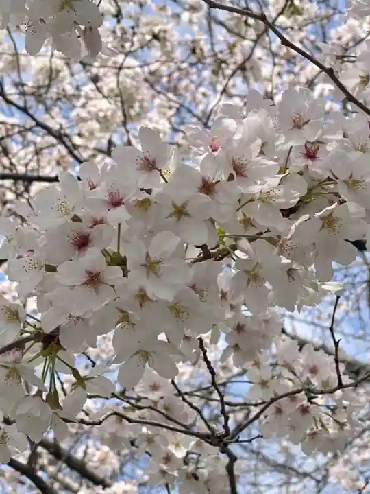 六孫王神社(京都府)