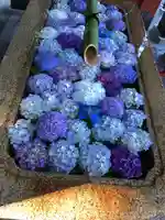 鶴岡八幡宮の手水舎