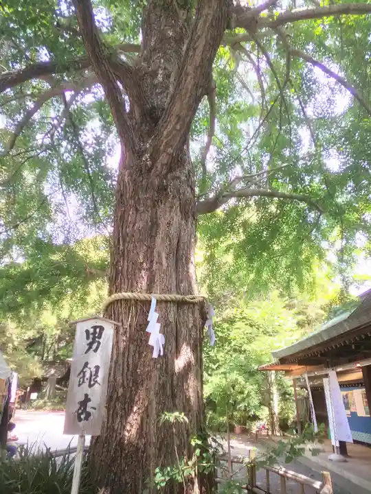 大宮八幡宮の自然