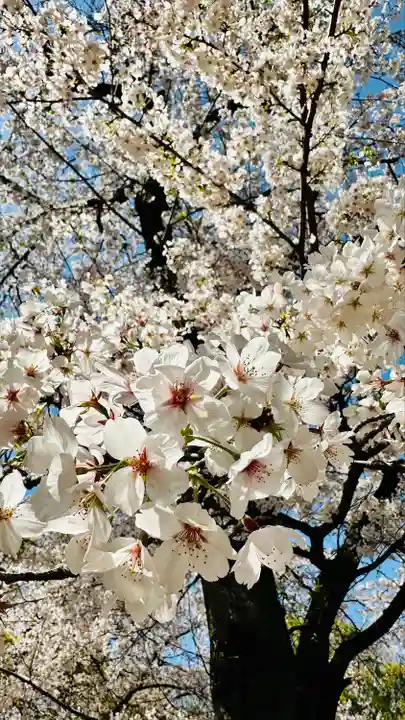石清水八幡宮の自然