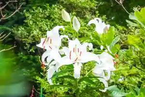 尻岸内八幡神社の自然(2024年08月05日(月) 20時32分04秒投稿)