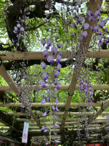 春日大社の自然