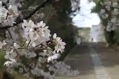 光明寺（粟生光明寺）の自然