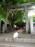 小金八坂神社の{uncategorized: "未分類", other: "その他", undefined: "問題あり", building: "その他建物", grave: "お墓", sacred_gate: "鳥居", guardian: "狛犬", statue: "像", buddha: "仏像", history: "歴史", nature: "自然", garden: "庭園", animal: "動物", pagoda: "塔", temizu: "手水舎", mountain_gate: "山門・神門", sanctuary: "本殿・本堂", subordinate: "末社・摂社", art: "芸術", scenery: "景色", jizo: "地蔵", ema: "絵馬", goshuin: "御朱印", omikuji: "おみくじ", items: "授与品その他", amulet: "お守り", goshuincho: "御朱印帳", eats: "食事", festival: "お祭り", votive_dance: "神楽", shichigosan: "七五三参", wedding: "結婚式", experience: "体験その他", initially: "初詣", around: "周辺", anti_infection: "感染症対策"}