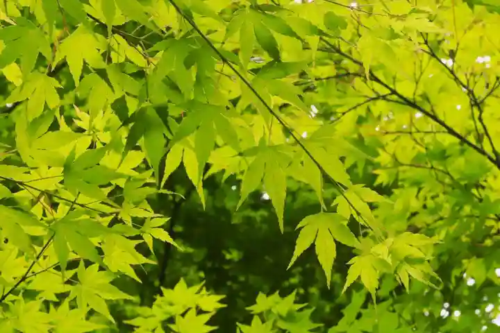 鍬山神社(京都府)
