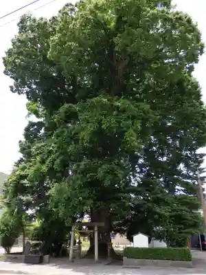 八心大市比古神社の自然