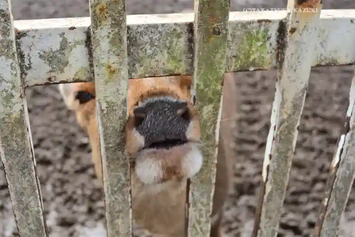 相州春日神社(神奈川県)