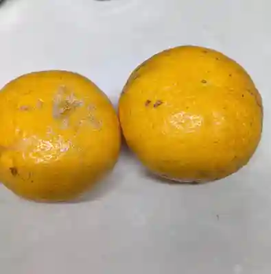 極楽寺(愛知県)