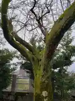 戸出神社の自然